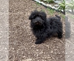 Small Photo #2 ShihPoo Puppy For Sale in SOUTH ORANGE, NJ, USA