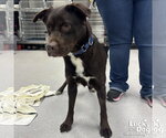 Small #1 Labrador Retriever Mix