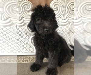 Goldendoodle Puppy for sale in CAMDEN, AL, USA