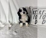 Image preview for Ad Listing. Nickname: Bella