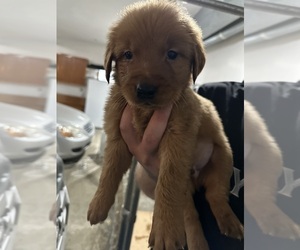 Golden Retriever Puppy for sale in WILMONT, MN, USA