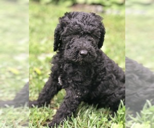 Labradoodle-Poodle (Standard) Mix Puppy for sale in BREESE, IL, USA