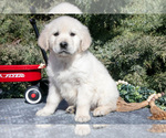 Small English Cream Golden Retriever