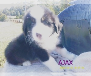 Australian Shepherd Puppy for sale in GLADE HILL, VA, USA