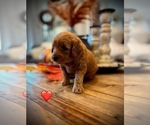 Small #4 Goldendoodle (Miniature)