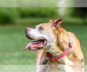 Maggie May - Female Mutt Dog for Adoption - Photo #3
