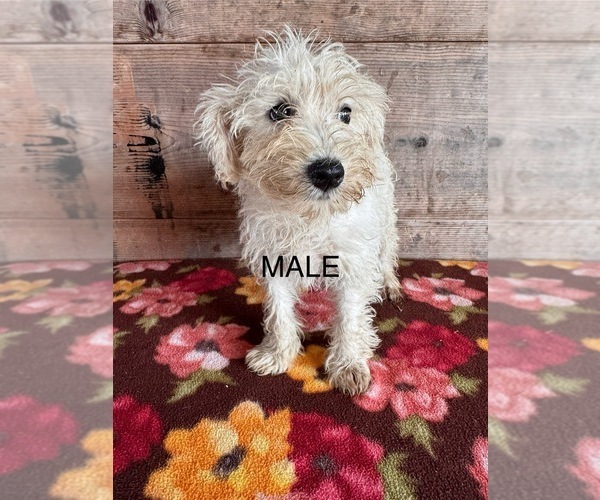 Medium Photo #6 Schnauzer (Miniature) Puppy For Sale in VERMONTVILLE, MI, USA