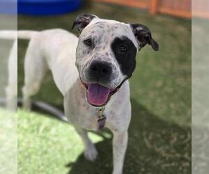Mutt Dogs for adoption in Las Vegas, NV, USA