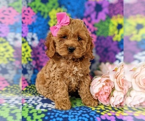 Cockapoo-Poodle (Miniature) Mix Puppy for sale in NOTTINGHAM, PA, USA