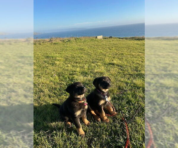 Medium Photo #6 German Shepherd Dog-Unknown Mix Puppy For Sale in West Sacramento, CA, USA
