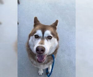 Siberian Husky Dogs for adoption in Salinas, CA, USA