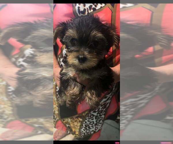 Medium Photo #6 Yorkshire Terrier Puppy For Sale in TAMPA, FL, USA