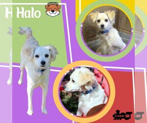 Spaniel-Unknown Mix Dogs for adoption in Lindsay, CA, USA