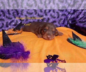 Dachshund Puppy for sale in CUTLER BAY, FL, USA