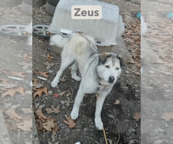 Medium Photo #2 Gerberian Shepsky Puppy For Sale in Foristell, MO, USA