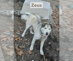 Small #1 Gerberian Shepsky