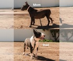 Small Photo #1 Bull Terrier Puppy For Sale in RIVERSIDE, CA, USA