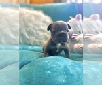 Small #1 French Bulldog