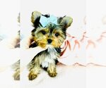 Small #15 Morkie