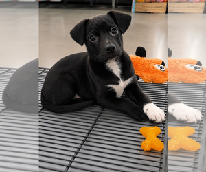 Chihuahua Dogs for adoption in Sanford, FL, USA