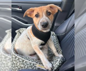 Mutt Dogs for adoption in Brooklyn Center, MN, USA