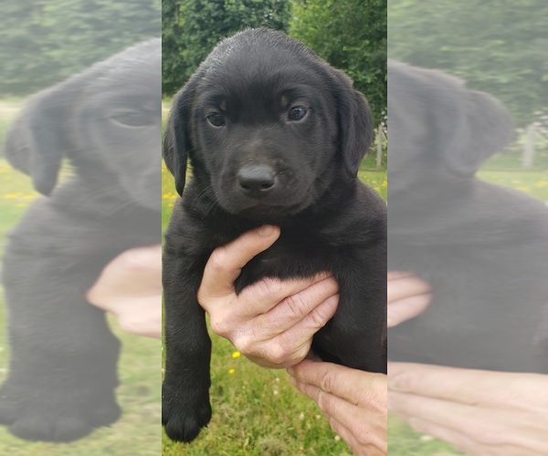 Medium Photo #5 Labrador Retriever Puppy For Sale in OLYMPIA, WA, USA