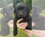 Small #4 Labrador Retriever