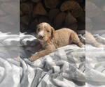 Small #8 Goldendoodle