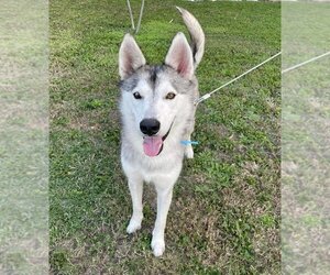 Siberian Husky-Unknown Mix Dogs for adoption in Oak Bluffs, MA, USA