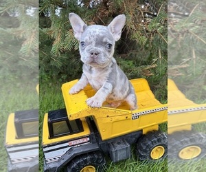 French Bulldog Puppy for sale in MIDDLEBURY, IN, USA