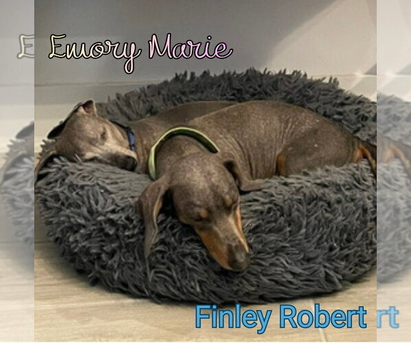 Medium Photo #13 Dachshund Puppy For Sale in San Antonio, TX, USA
