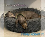 Small #12 Dachshund