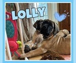 Small Photo #3 Mastiff Puppy For Sale in MIDDLETOWN, DE, USA