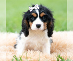 Small #3 Cavalier King Charles Spaniel