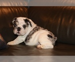 Small Photo #5 English Bulldog Puppy For Sale in CHICAGO, IL, USA