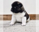 Small Photo #8 Akita Puppy For Sale in STRAFFORD, MO, USA