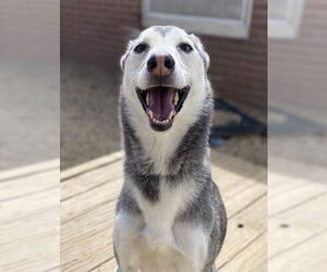 Nova - Female Siberian Husky Dog for Adoption - Photo #2