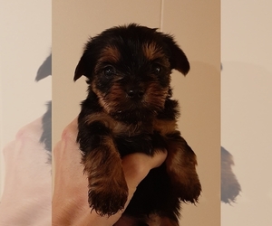 Yorkshire Terrier Puppy for sale in ATOKA, OK, USA