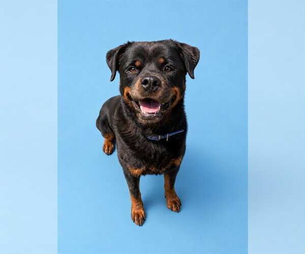 Medium Photo #2 Rottweiler Puppy For Sale in Westminster, MD, USA