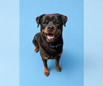 Small #1 Rottweiler