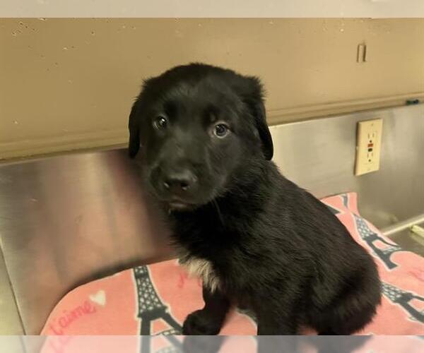 Medium Photo #1 Golden Retriever-Unknown Mix Puppy For Sale in HESPERIA, CA, USA