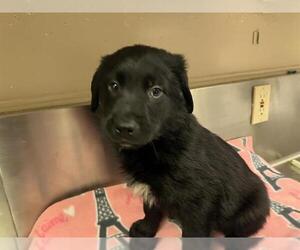 Golden Retriever-Unknown Mix Dogs for adoption in HESPERIA, CA, USA