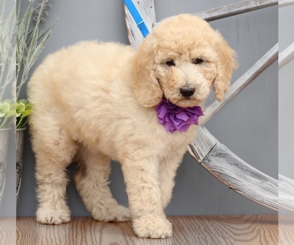 Medium Photo #1 Poodle (Standard) Puppy For Sale in GAYLORD, MN, USA