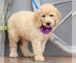 Small Photo #1 Poodle (Standard) Puppy For Sale in GAYLORD, MN, USA