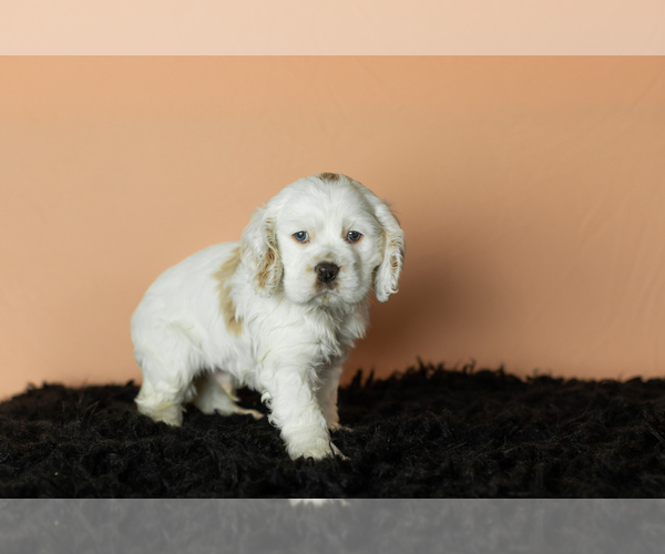 Medium Photo #3 Cocker Spaniel Puppy For Sale in NAPPANEE, IN, USA