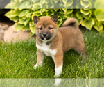 Puppy Juanita Shiba Inu