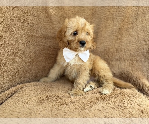 Medium Photo #8 Cavapoo (Miniature) Puppy For Sale in LAKELAND, FL, USA