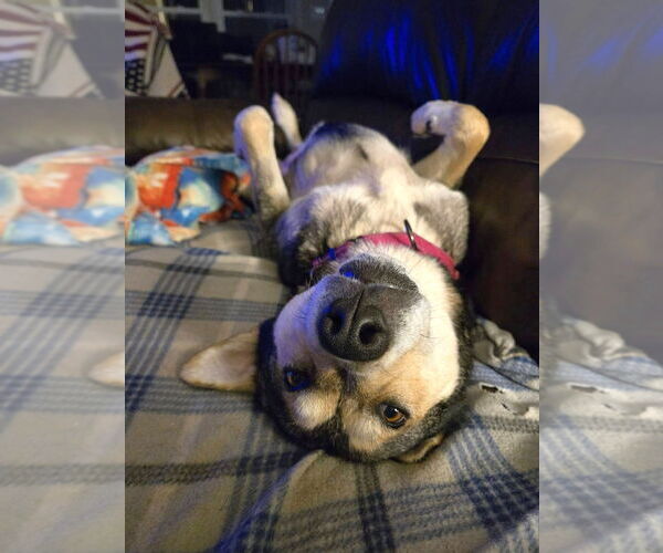 Medium Photo #3 Mutt Puppy For Sale in Arlington, VA, USA