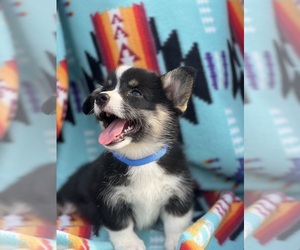 Pembroke Welsh Corgi Litter for sale in COMANCHE, TX, USA