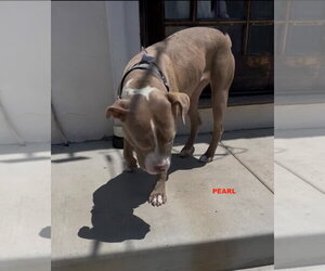 PEARL - Female Staffordshire Bull Terrier-Unknown Mix Dog for Adoption - Photo #4